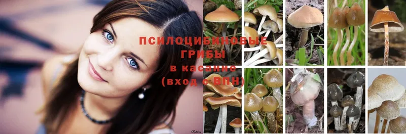 Галлюциногенные грибы Psilocybe Городец